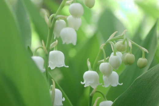 lily of the valley lily of the valley