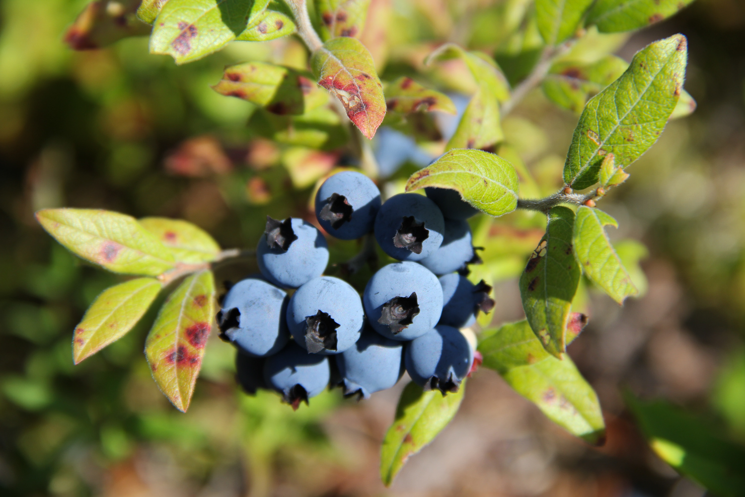 Québec les bleuets sauvages du Lac Saint Jean Merci pour le chocolat