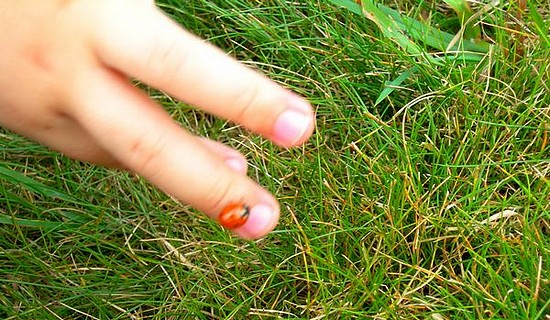 Une coccinelle