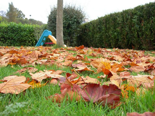 à l'automne les feuilles se ramassent à la pelle