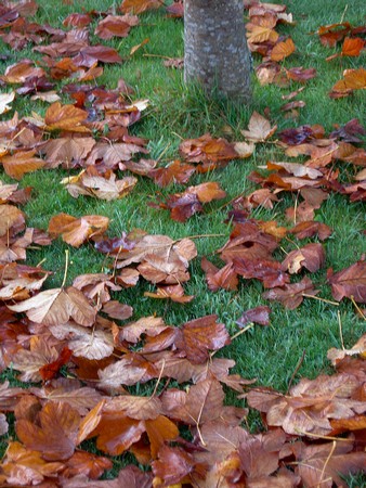 à l'automne les feuilles se ramassent à la pelle
