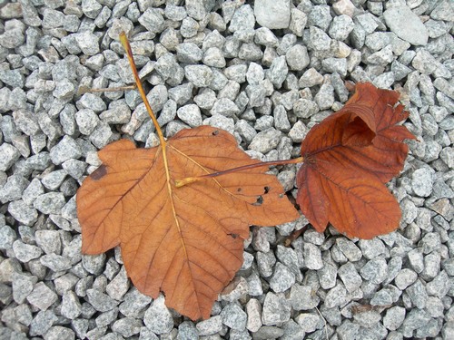 à la faveur de l'automne