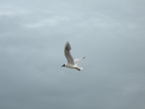 une mouette rieuse ?