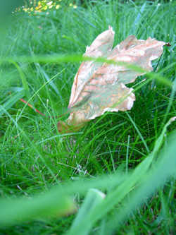 automne