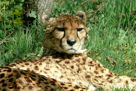 Planète Sauvage - le guépard