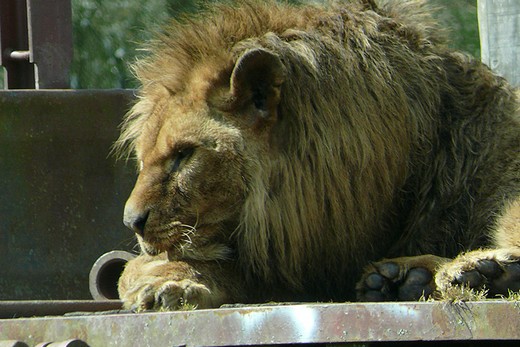 Planète Sauvage - le roi lion