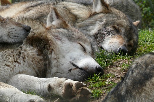 Planète Sauvage - les loups