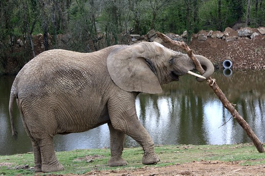 Planète Sauvage - l'éléphant