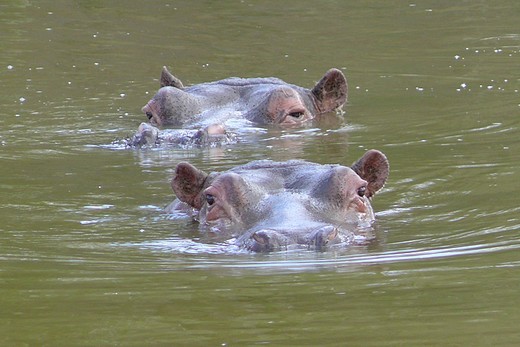Planète Sauvage - les hipopotames