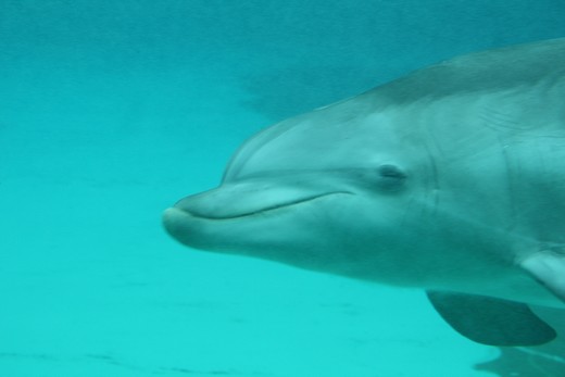 Planète Sauvage - un dauphin