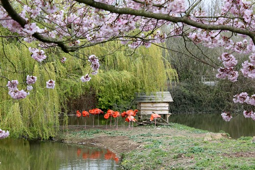 Planète Sauvage - les flamands roses... orange fluo !