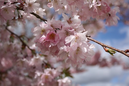 fleurs de prunier