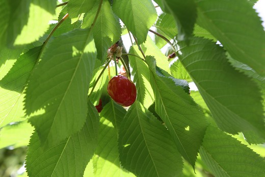 cerise dans l'arbre