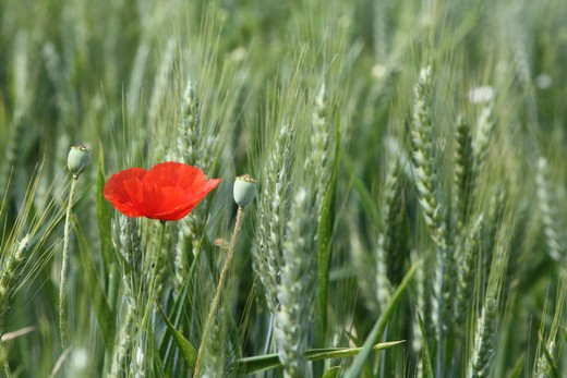 fond d'écran coquelicot