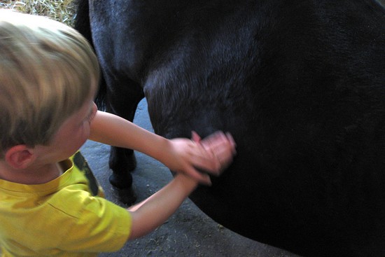 bouchonnage de poney