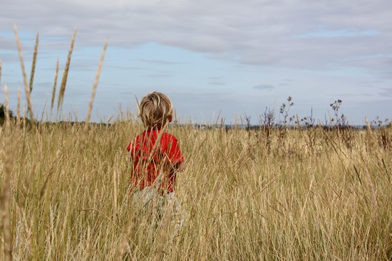 Miniloup dans les hautes herbes