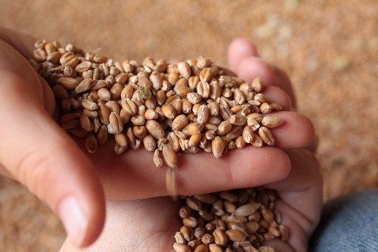 petites mains dans le grain