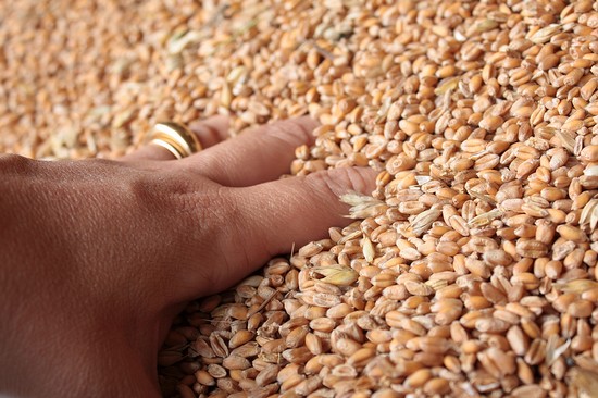 le bonheur de plonger sa main dans le grain