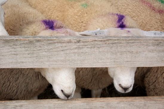 moutons punks incognitos