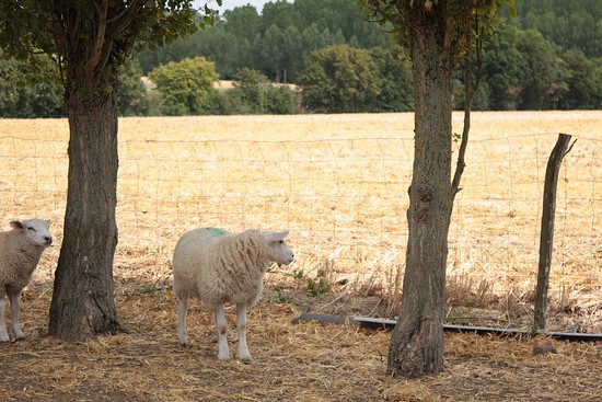 moutons à l'ombre