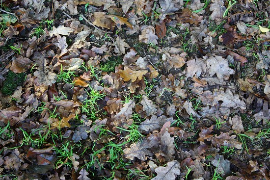 épais tapis de feuilles