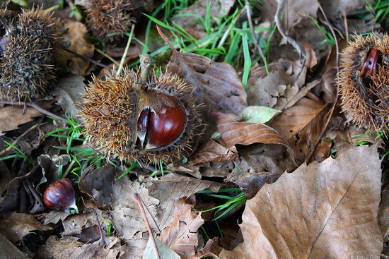 des marrons