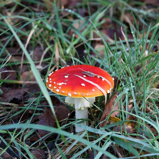 Champignon en bois rouge & blanc - Forêt - Bobidibou