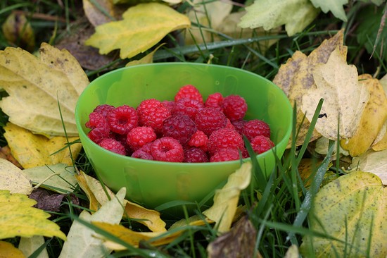 des framboises en automne