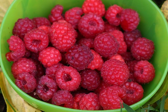 tout plein de framboises en automne