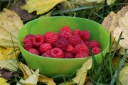 framboises