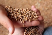 grain00