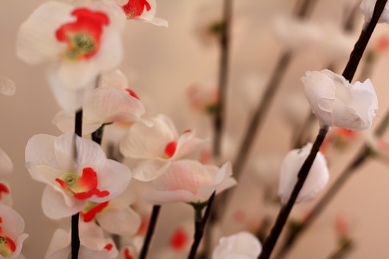 fleurs d'orchidée  et de prunier lumineuses - Nature et Découvertes