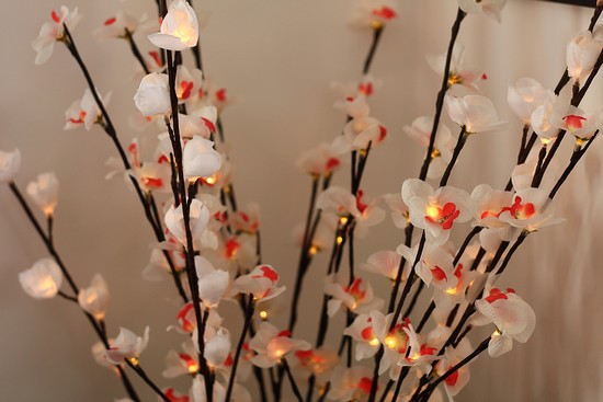 branches lumineuses - nature et découvertes