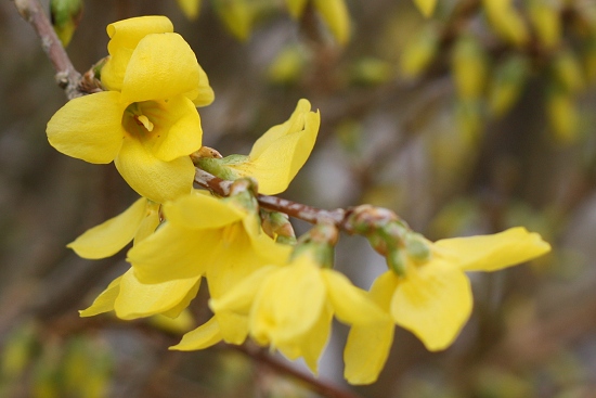 forsythia