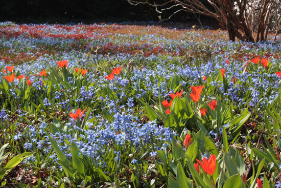 Hambourg - park planten und blümen