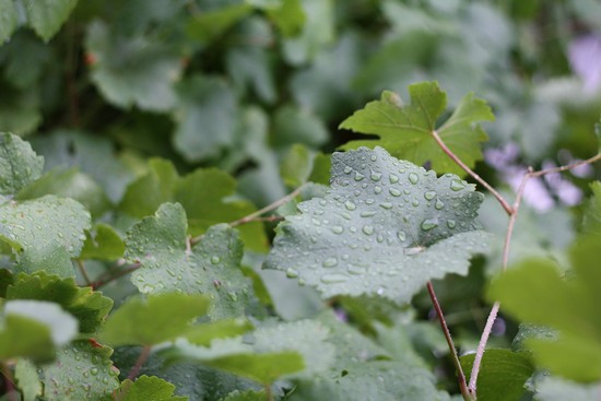 pluie