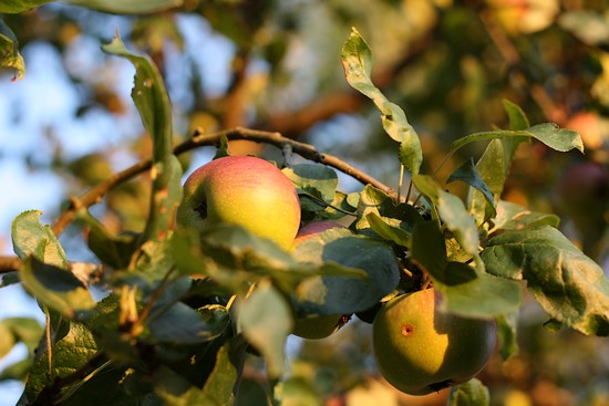 pommier