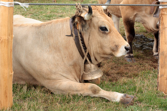 cantal19