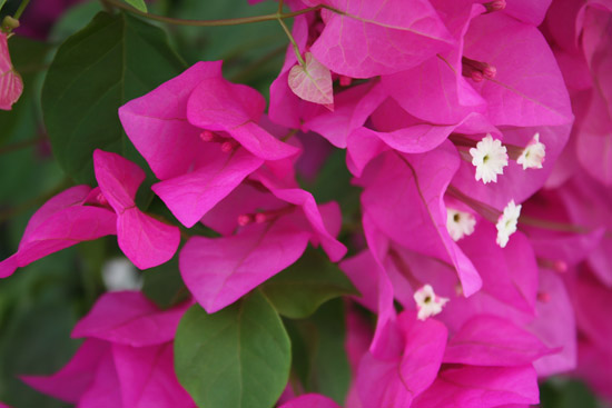 bougainvilliers