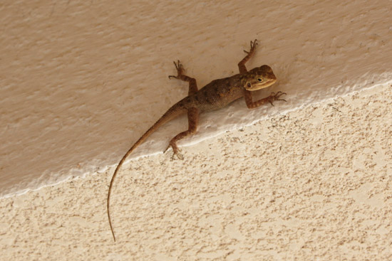 lezard