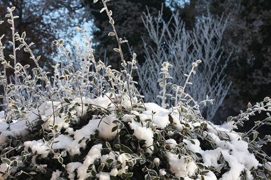 snow06
