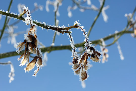snow07