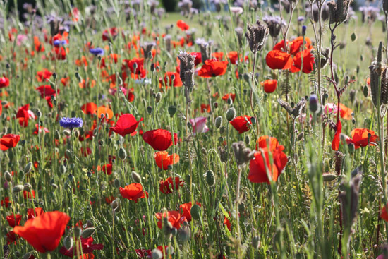 Brassee De Coquelicots Et Fleurs Des Champs Au Bord Des Routes Vannes Merci Pour Le Chocolat Brassee De Coquelicots Et Fleurs Des Champs Au Bord Des Routes Vannes Merci Pour Le Chocolat