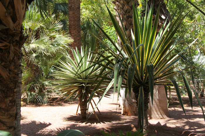 majorelle04