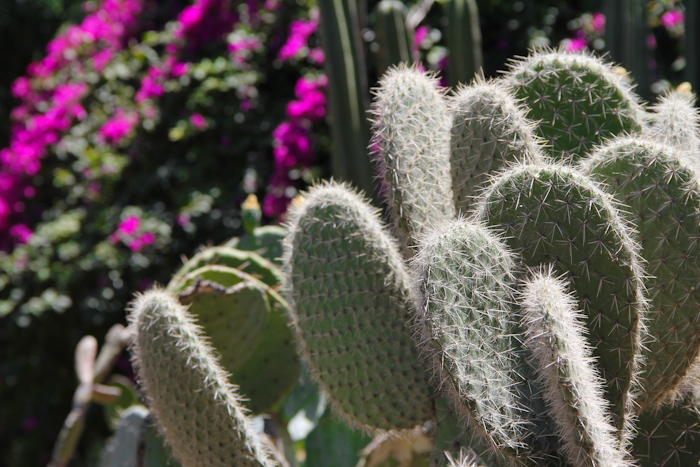 majorelle08