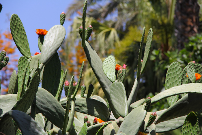 majorelle09