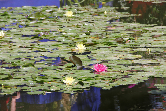 majorelle12