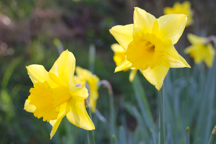 jonquilles