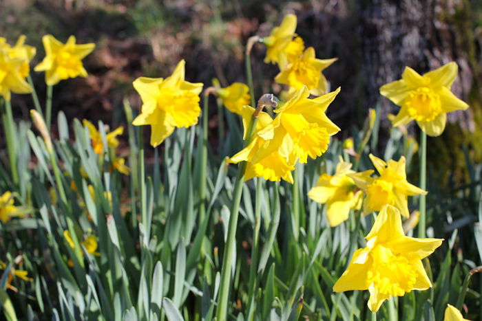 jonquilles01