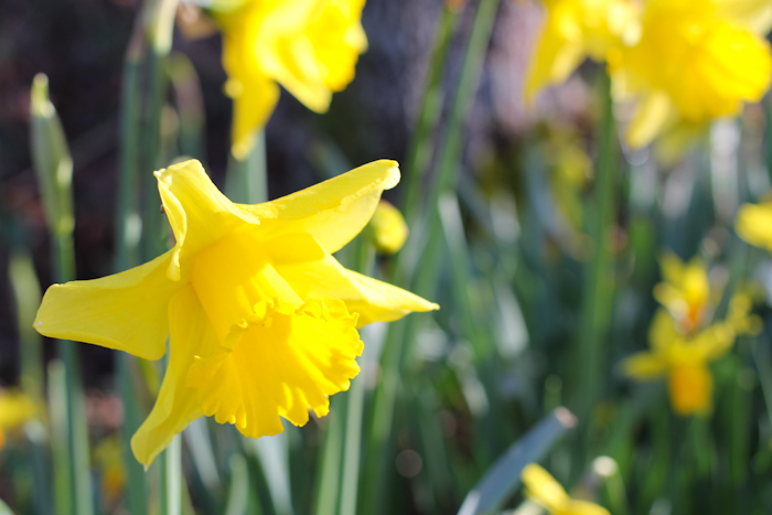 jonquilles02